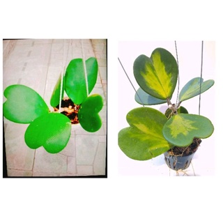 Cây lan cẩm cù lá trái tim