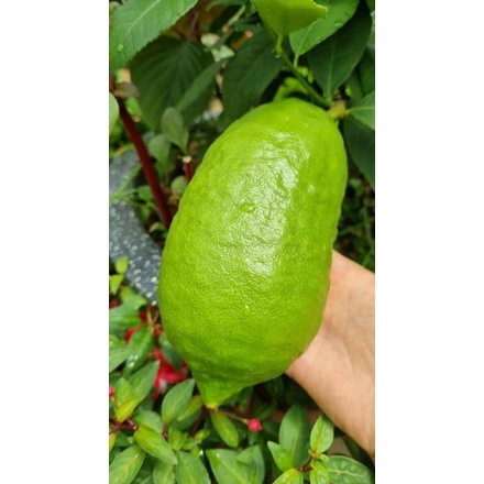 Cây giống Chanh vàng