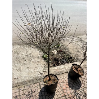 Cây nhất chi mai bạch mai mai trắng thoát thân size to cao 90-1m chơi nở tết