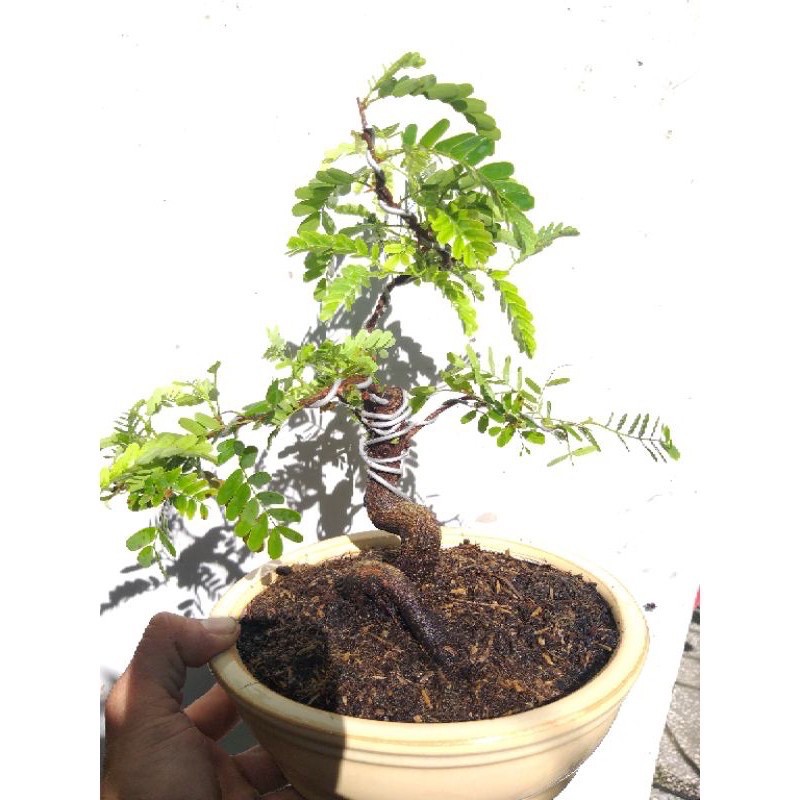 Me Thái Bonsai mini để bàn