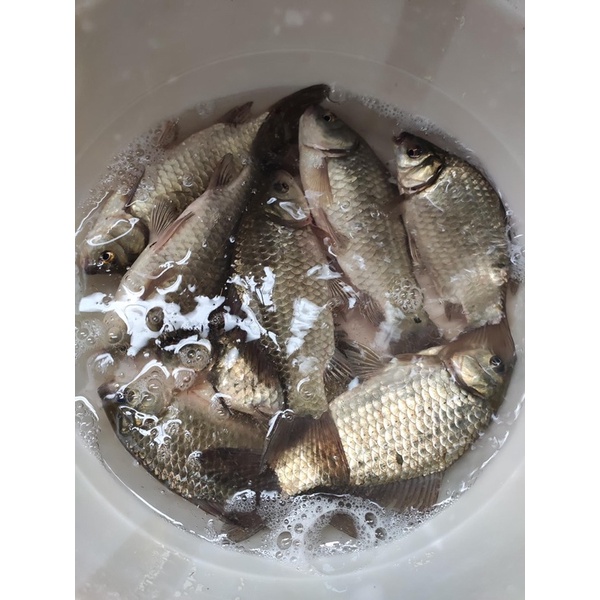 Mồi câu TIẾN LUFFY gói 1kg