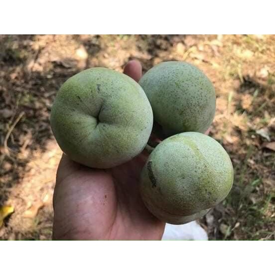 Cây giống bánh kem - White Spote Mexico cao 50-70cm