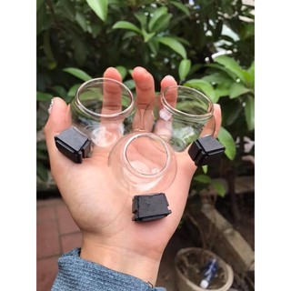 Cóng thuỷ tinh mào tai mun