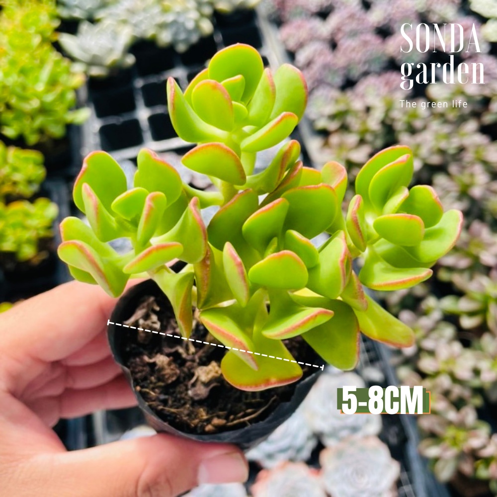 Sen đá thạch bích lá xoăn SONDA GARDEN size bé 5-7cm, cây cảnh trang trí nhà cửa, lỗi 1 đổi 1