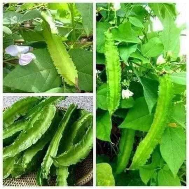 Gói 10 hạt giống đậu rồng (đỗ khế)