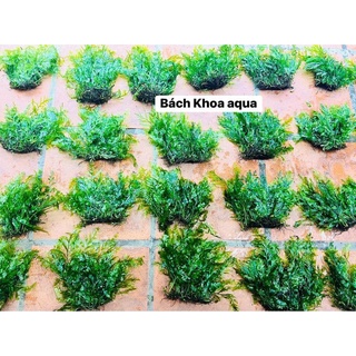 Cây Dương xỉ châu phi lá nước