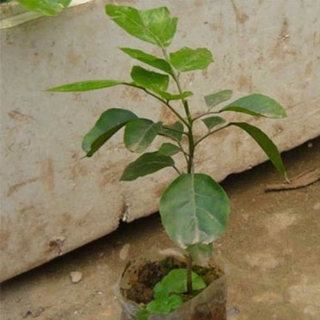 (XẢ HÀNG) cây QUẤT HỒNG BÌ, cây giống bầu lớn, siêu sai quả