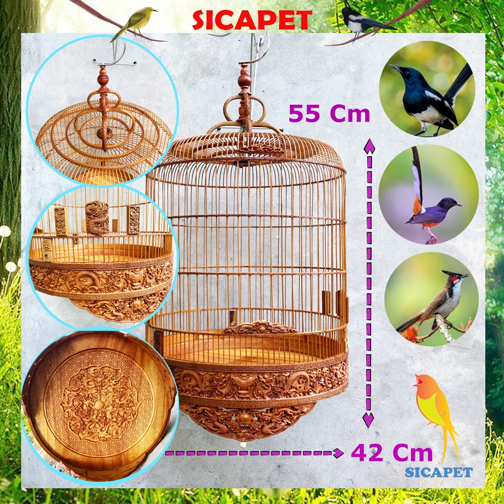 Lồng chim chòe than, chim chòe lửa, chim chích chòe, chim chào mào, Lồng nuôi chim chòe than, chim chòe lửa SICAPET