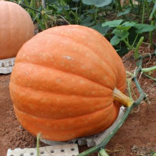 Bí ngô khổng lồ 10 hạt