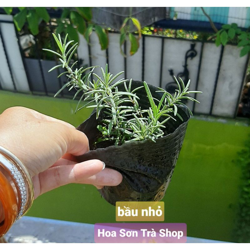 (Hỏa tốc) Chậu cây HƯƠNG THẢO, 1 cây - 3 cây.