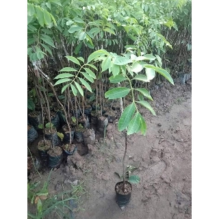 cây giống trám đen siêu quả