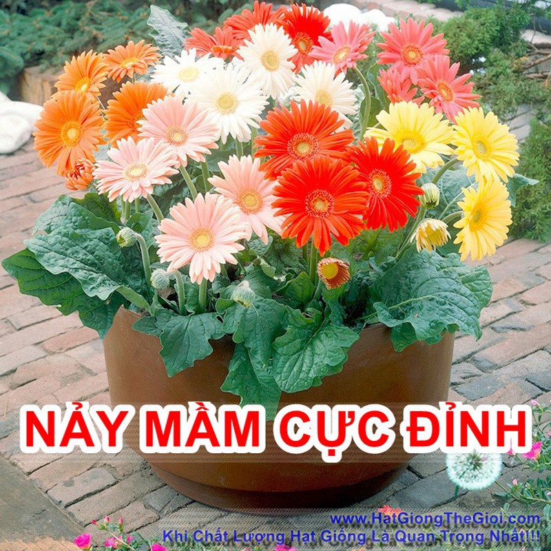 Hạt Giống Hoa Đồng Tiền Mix