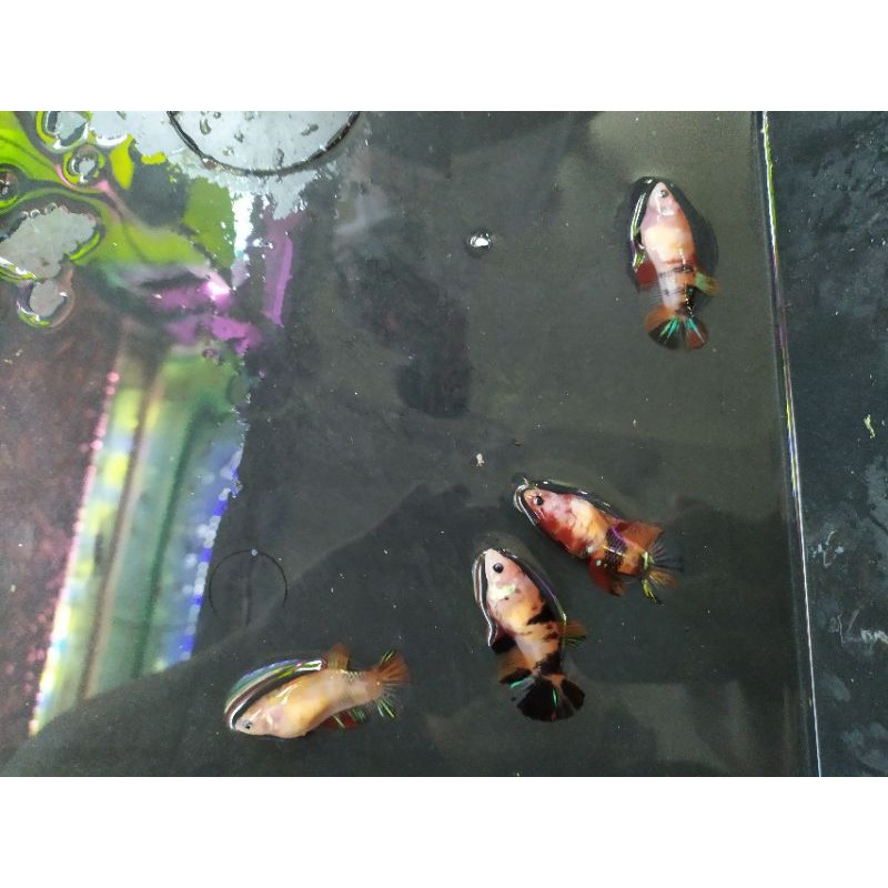 Thức ăn cho cá betta koi galaxy mái