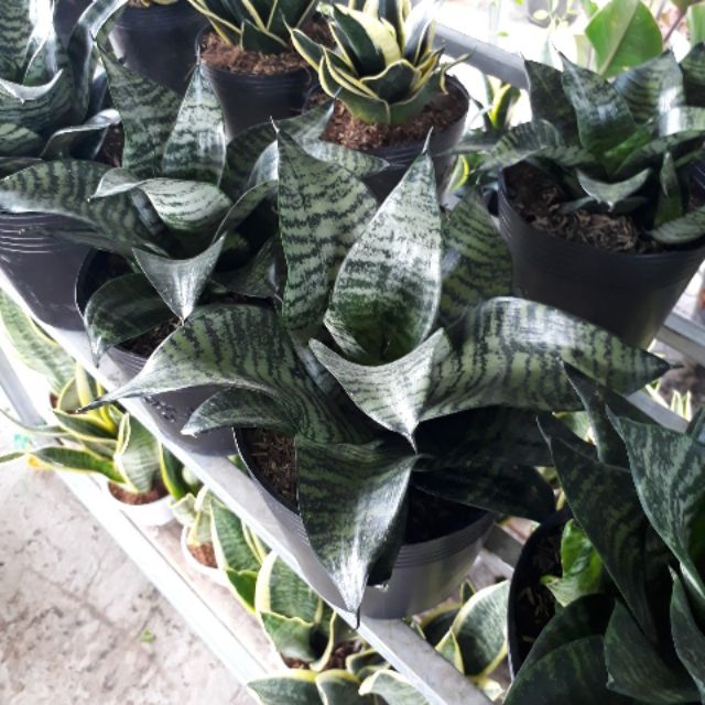 Cây lưỡi hổ
