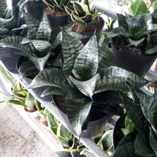 Cây lưỡi hổ