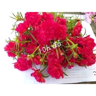 Hoa 10h thái bốn màu 1 bó 20 cành