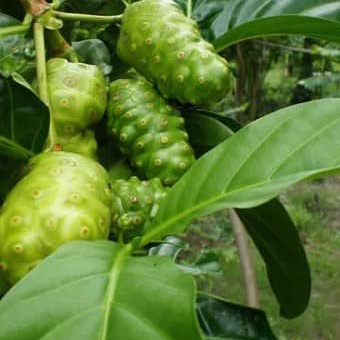 Cây giống Nhàu hỗ trợ bệnh tiểu đường, tăng huyết á
