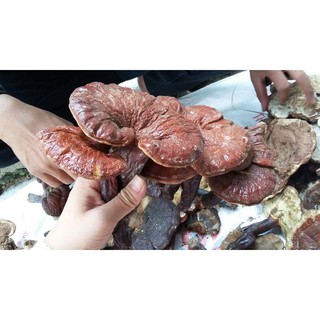 🍄 NẤM LIM XANH RỪNG TỰ NHIÊN☘️☘️200gr CÓ SẴN