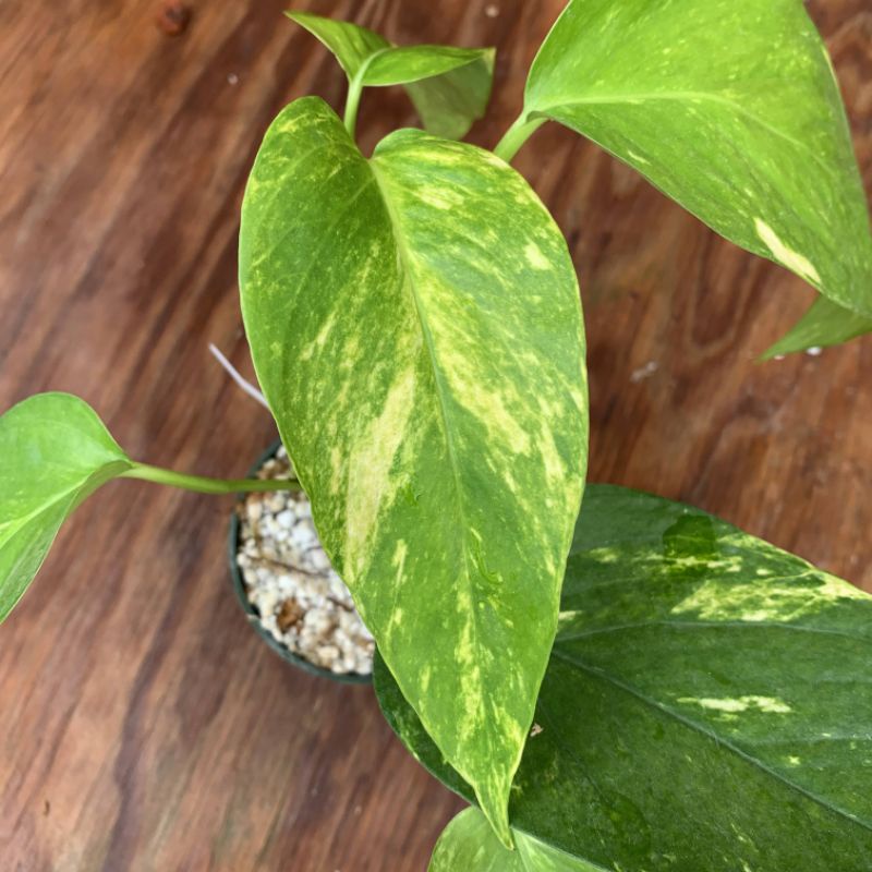 TRẦU BÀ LÁ XẺ EPIPRENUM PINNATUM VARIEGATE