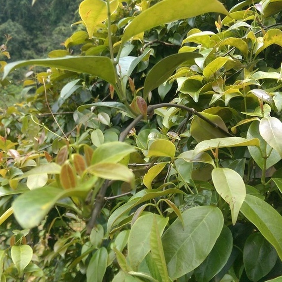 Lá Giang Khô Sấy Lạnh Canh Gà Lá Giang Canh Chua Lá Lồm Vị Chua Thanh Ăn Ngon Miệng The Moshav Farm 15gr