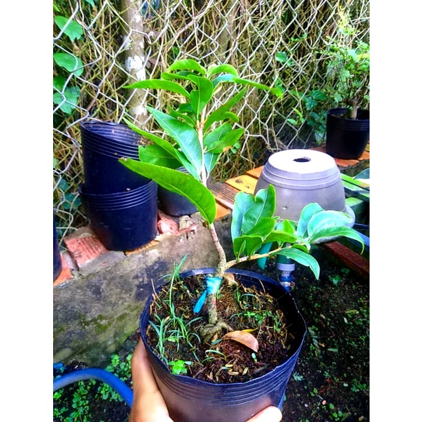 Mai Tết 2022 Bonsai Mini