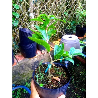 Mai Tết 2022 Bonsai Mini