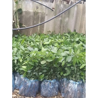 CÂY QUẾ GIỐNG (cây nhiều rễ sống 100%)