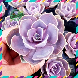 Sen đá hồng dâu size 5cm - sen đá đẹp mà hông cực xinh -hư 1 đổi 1
