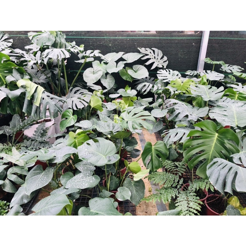 Trầu bà lá xẻ Nam Mỹ- MONSTERA- Quái vật rừng xanh