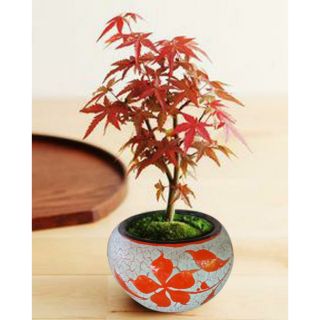 Cây Phong lá đỏ để bàn