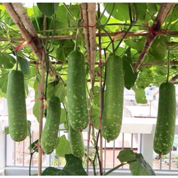 Hạt giống bầu siêu trái f1 dễ trồng năng suất cao kháng bệnh tốt gói 10 hạt cửa hàng hạt giống uy tín
