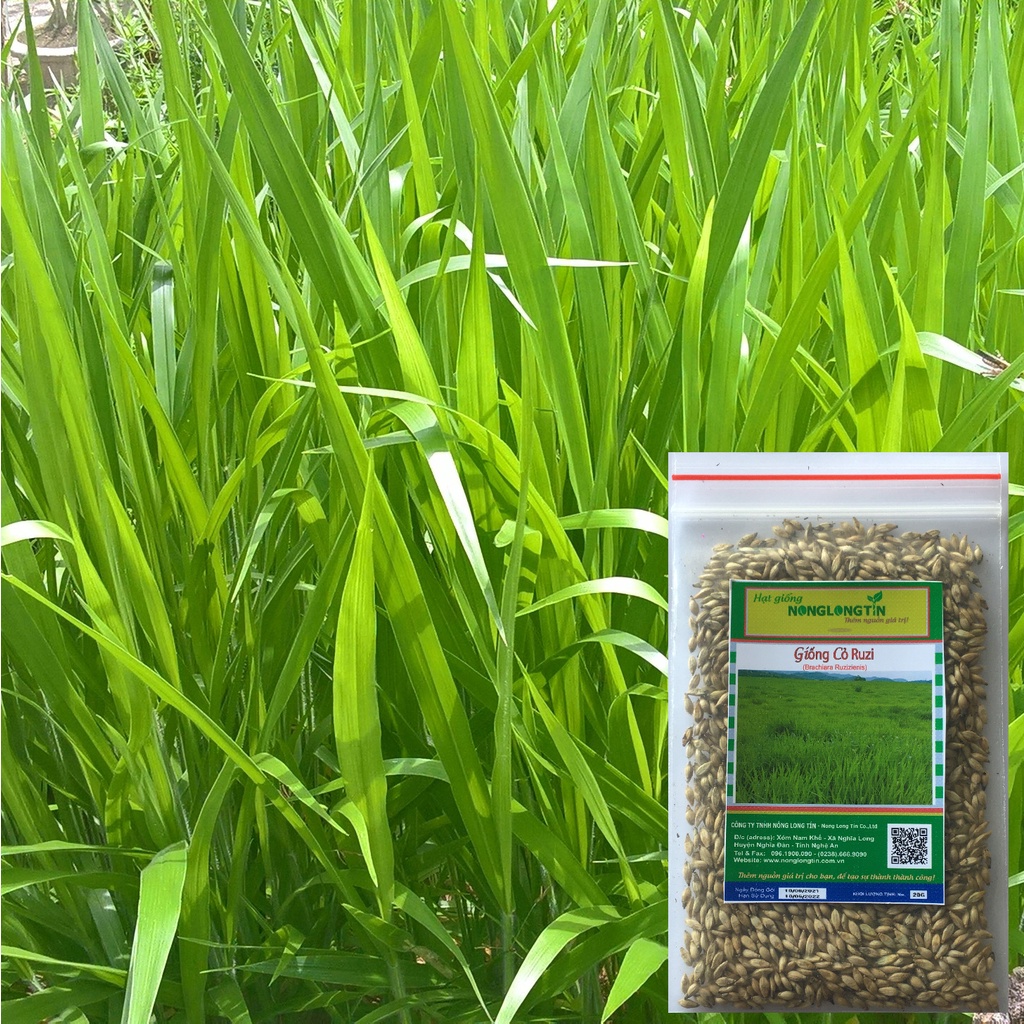 Giống Cỏ Ruzi - Cỏ Chăn Nuôi Chịu Dẫm Đạp Trồng Cho Chăn Thả Trực Tiếp