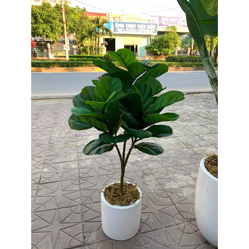 Cây Giả - Cây Bàng Giả