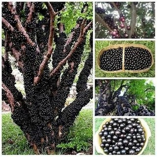4 Hạt giống Nho thân gỗ 