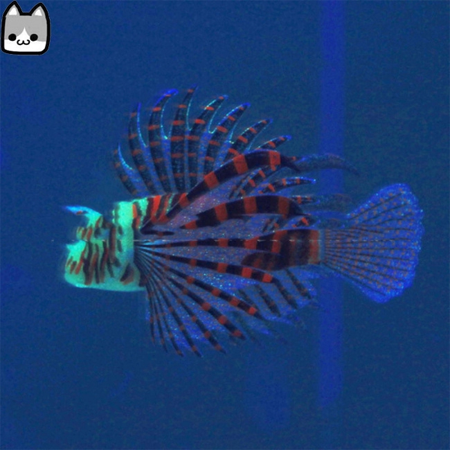 Aquarium Landscaping Aquarium Decoration Luminous Simulation Color Lionfish Silicone Material Fish Fishbowl Decoration