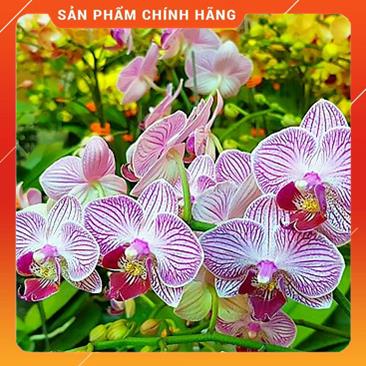 Phân bón lá Vitamin B1 Plus 4 in 1 - 100ml MSP60308