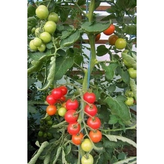 Hạt giống Cà chua Cherry