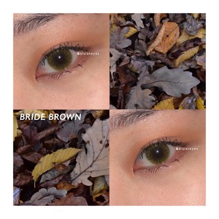 ÁP TRÒNG BRIDE BROWN