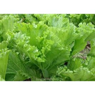 HẠT GIỐNG CẢI BẸ MÀO GÀ