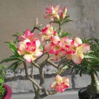 Cây giống sứ đủ màu