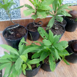 Chậu Lộc vừng bonsai mini