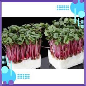 HẠT GIỐNG MẦM CẢI NGỌT ĐỎ GÓI 20 GRAM