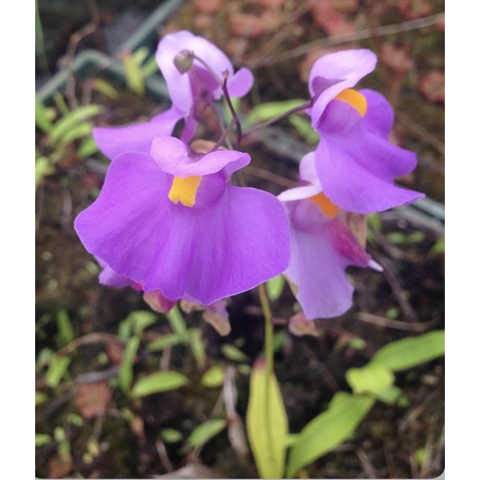cỏ giấy longifolia, utricularia Longifolia