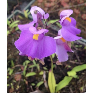 Cỏ giấy longifolia, utricularia Longifolia