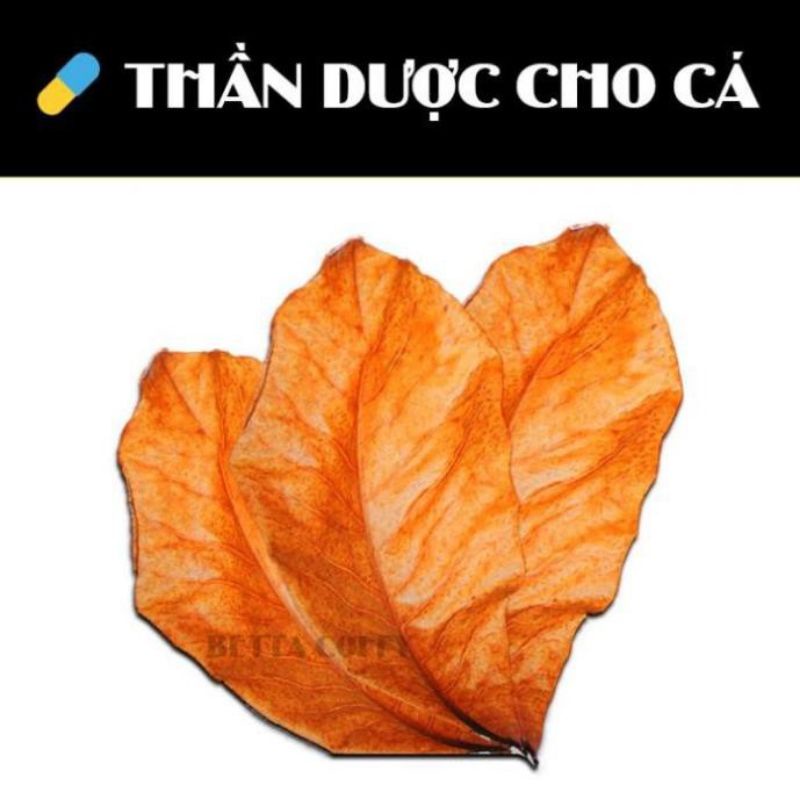 LÁ BÀNG KHÔ