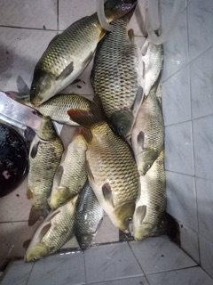 Thính Trắm Đen - Chép