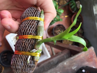 Phi điệp tím yên tử