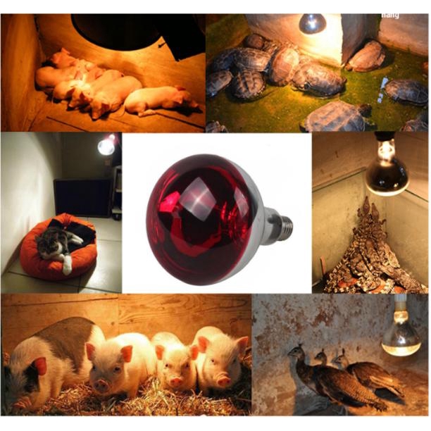 Bóng đèn hồng ngoại sưởi ấm gia súc gia cầm Interheat cao cấp - úm trứng gà, vịt