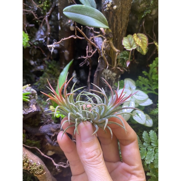 Không khí ion. mini dán lũa hồ thủy sinh bán cạn, treo gió