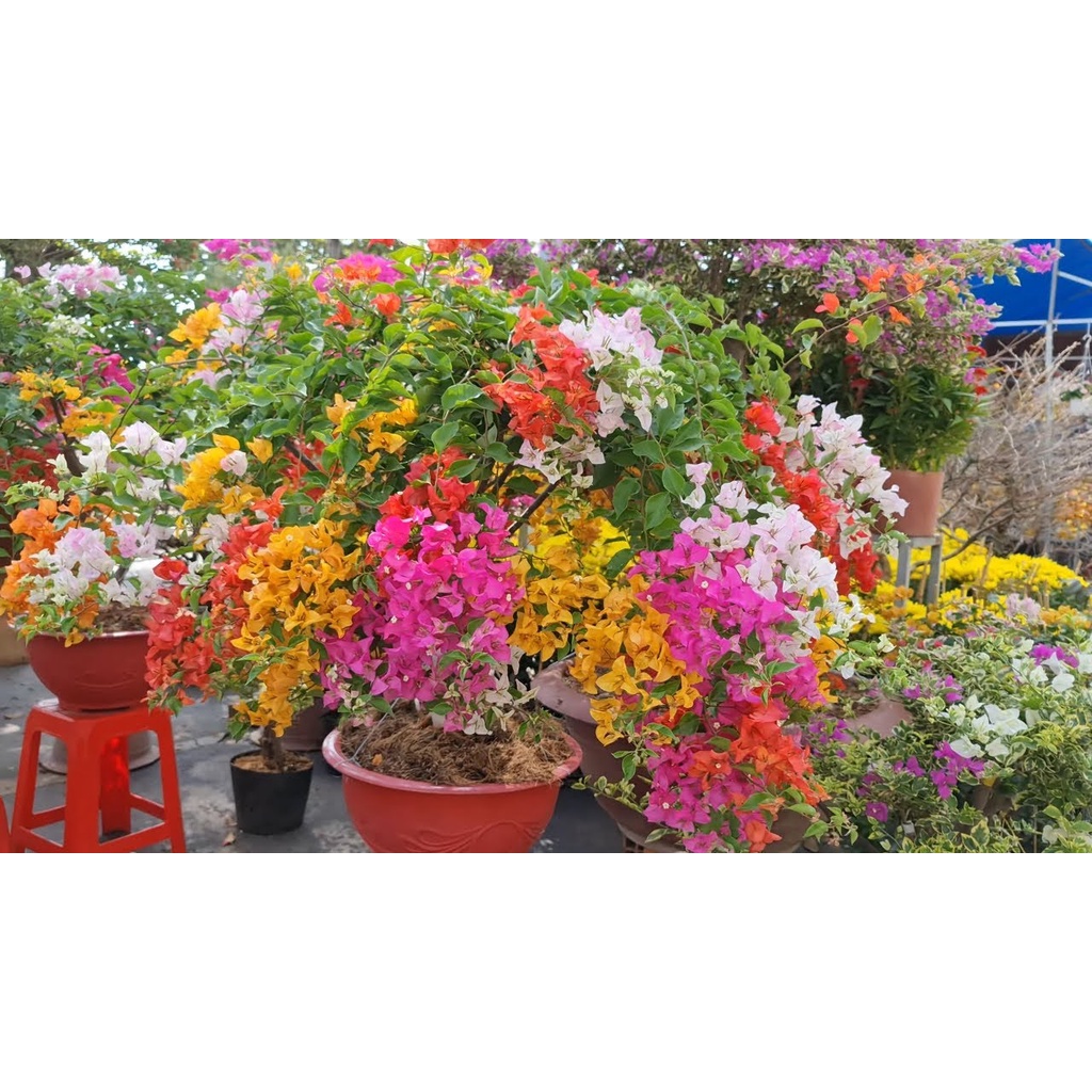 CÂY giống HOA GIẤY NGŨ SẮC CHUẨN ĐẸP 100%